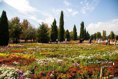 تصاویر جشنواره گل‌های داودی 