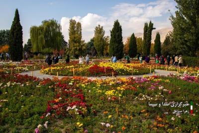تصاویر جشنواره گل‌های داودی 