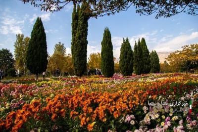 تصاویر جشنواره گل‌های داودی 