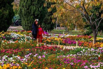 تصاویر جشنواره گل‌های داودی 