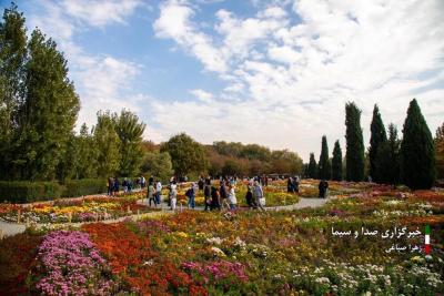 تصاویر جشنواره گل‌های داودی 