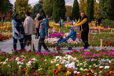 تصاویر جشنواره گل‌های داودی 