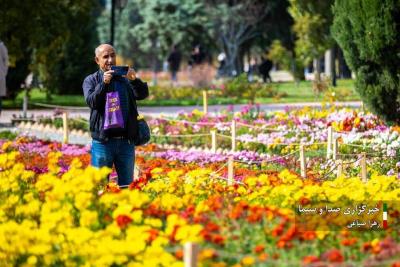 تصاویر جشنواره گل‌های داودی 