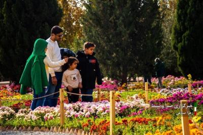 تصاویر جشنواره گل‌های داودی 