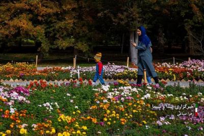 تصاویر جشنواره گل‌های داودی 