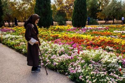 تصاویر جشنواره گل‌های داودی 