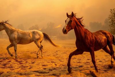 تصاویری از سیل‌ تا فرار اسب‌ها از آتش‌سوزی