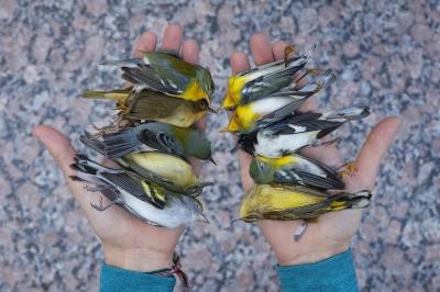 انجمن عکاسی طبیعت آلمان