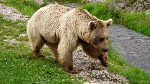 مشاهده چهار قلاده خرس قهوه‌ای در الموت قزوین 