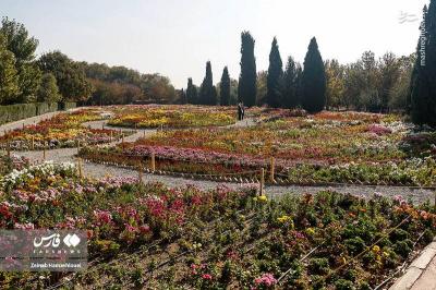جشنواره گلهای داوودی درتهران