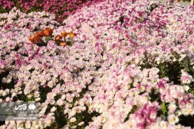 جشنواره گلهای داوودی درتهران