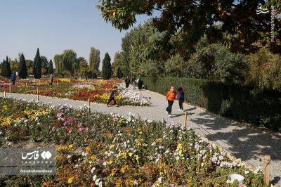 جشنواره گلهای داوودی درتهران