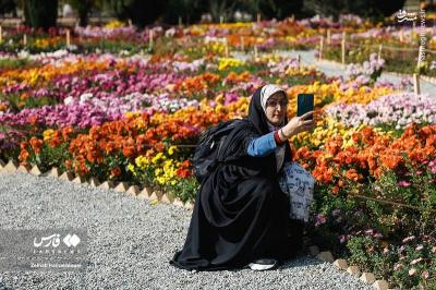 جشنواره گلهای داوودی درتهران