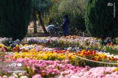 جشنواره گلهای داوودی درتهران