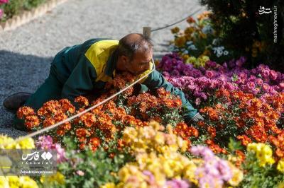 جشنواره گلهای داوودی درتهران