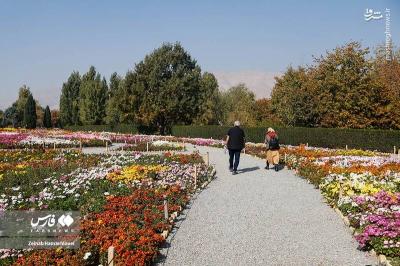 جشنواره گلهای داوودی درتهران