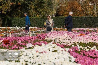جشنواره گلهای داوودی درتهران