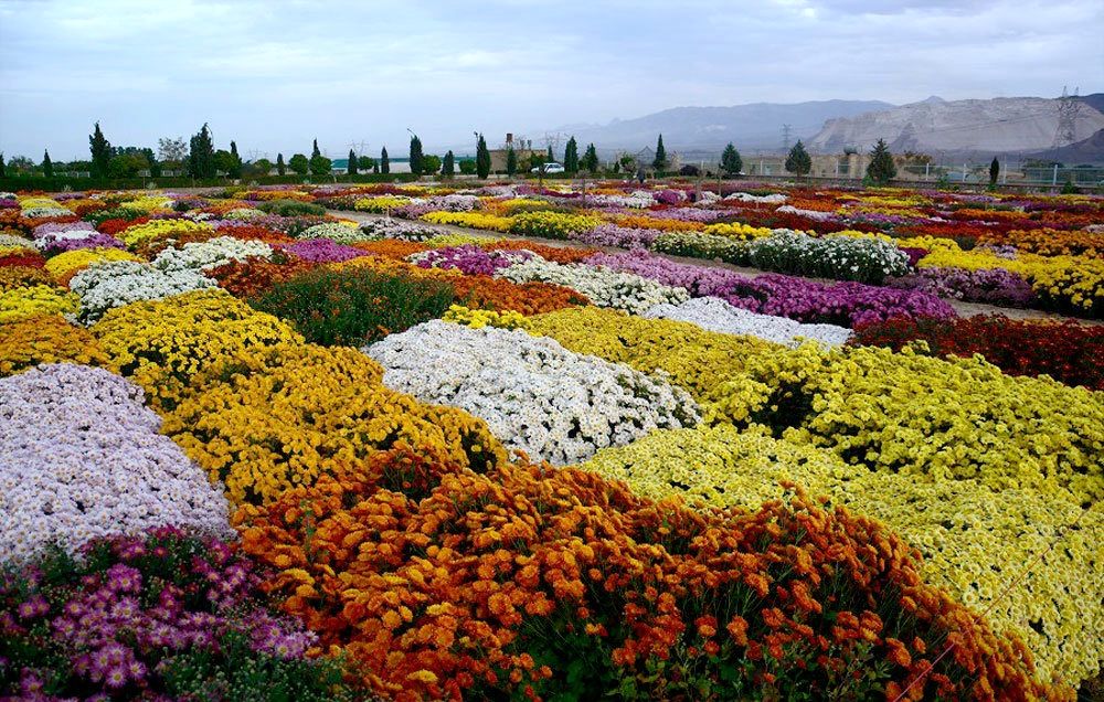جشنواره گلهای داوودی درتهران