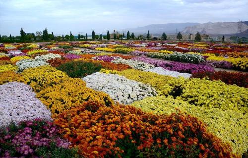 جشنواره گلهای داوودی درتهران