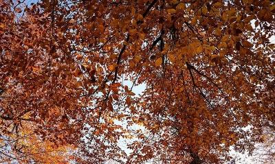 طبیعت پاییزی اشکور گیلان