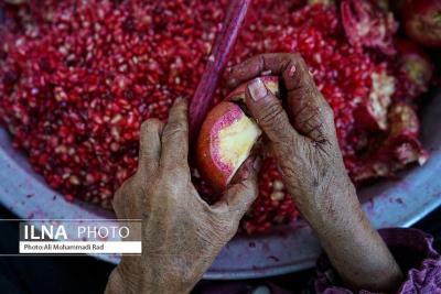 برداشت انار از باغات ایج 