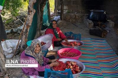 برداشت انار از باغات ایج 