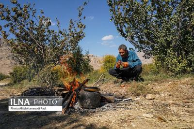 برداشت انار از باغات ایج 