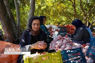برداشت انار از باغات ایج 
