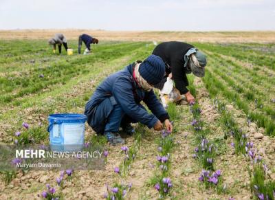 برداشت طلای سرخ