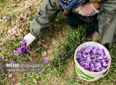 برداشت طلای سرخ