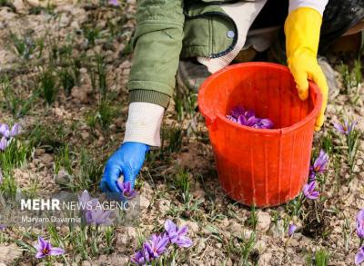 برداشت طلای سرخ