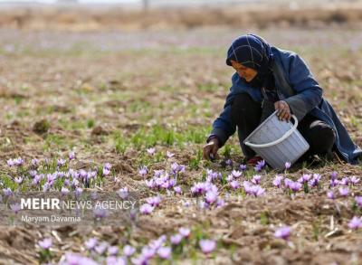 برداشت طلای سرخ