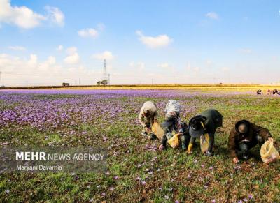 برداشت طلای سرخ