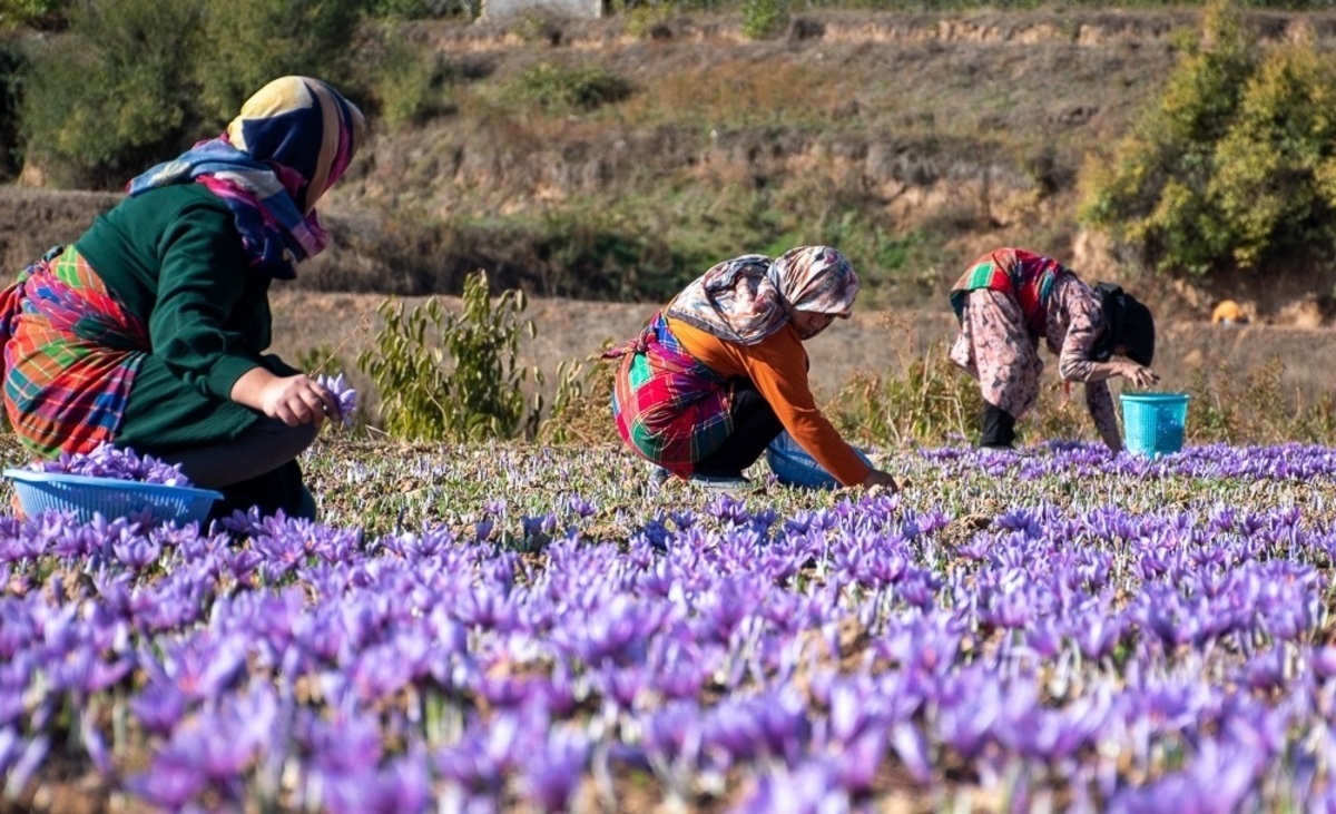 برداشت طلای سرخ