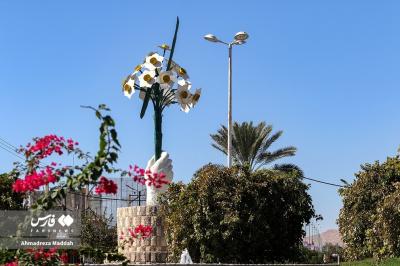 بازار داغ نرگسِ شیراز / عکس