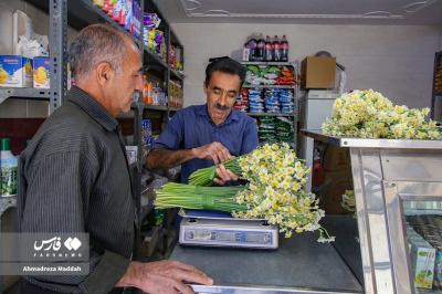 بازار داغ نرگسِ شیراز / عکس