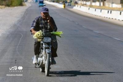 بازار داغ نرگسِ شیراز / عکس