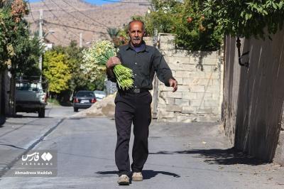 بازار داغ نرگسِ شیراز / عکس