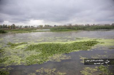شیطان آبی بلای جان آب بندهای بابل / عکس