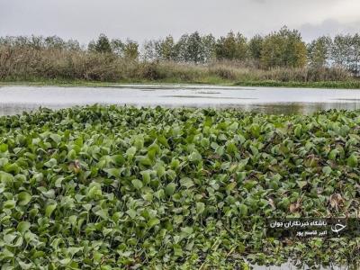 شیطان آبی بلای جان آب بندهای بابل / عکس