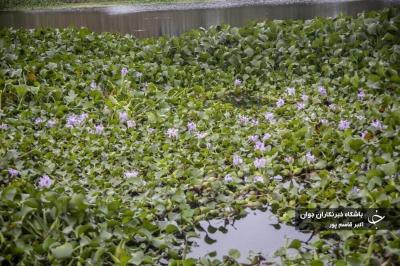 شیطان آبی بلای جان آب بندهای بابل / عکس