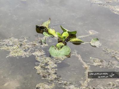 شیطان آبی بلای جان آب بندهای بابل / عکس
