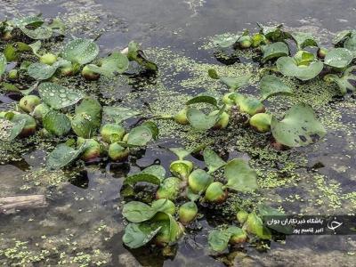 شیطان آبی بلای جان آب بندهای بابل / عکس