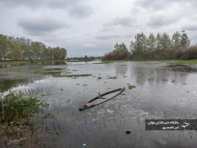 شیطان آبی بلای جان آب بندهای بابل / عکس