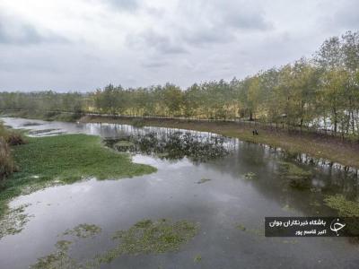 شیطان آبی بلای جان آب بندهای بابل / عکس