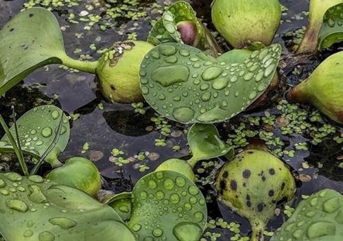 شیطان آبی بلای جان آب بندهای بابل / عکس