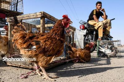 بازار پرنده‌فروشان مشهد