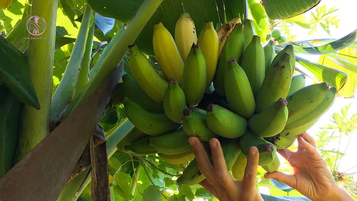 موز ۶ میلیون دلاری 