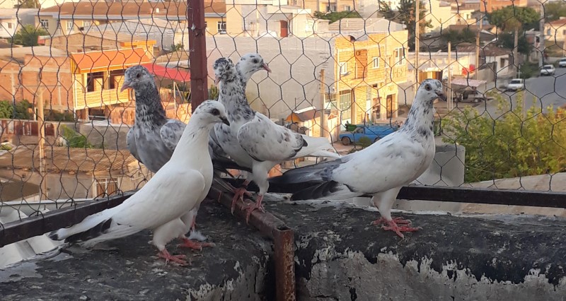 عکس از بازار پرنده‌فروشان 