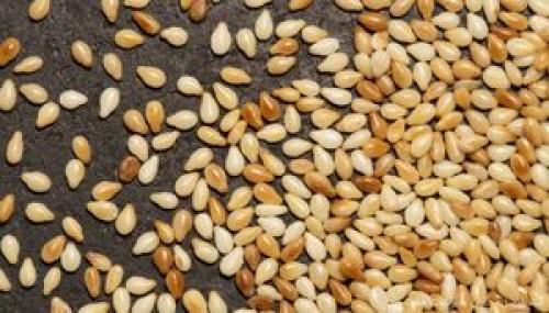  این افراد نباید کنجد بخورند